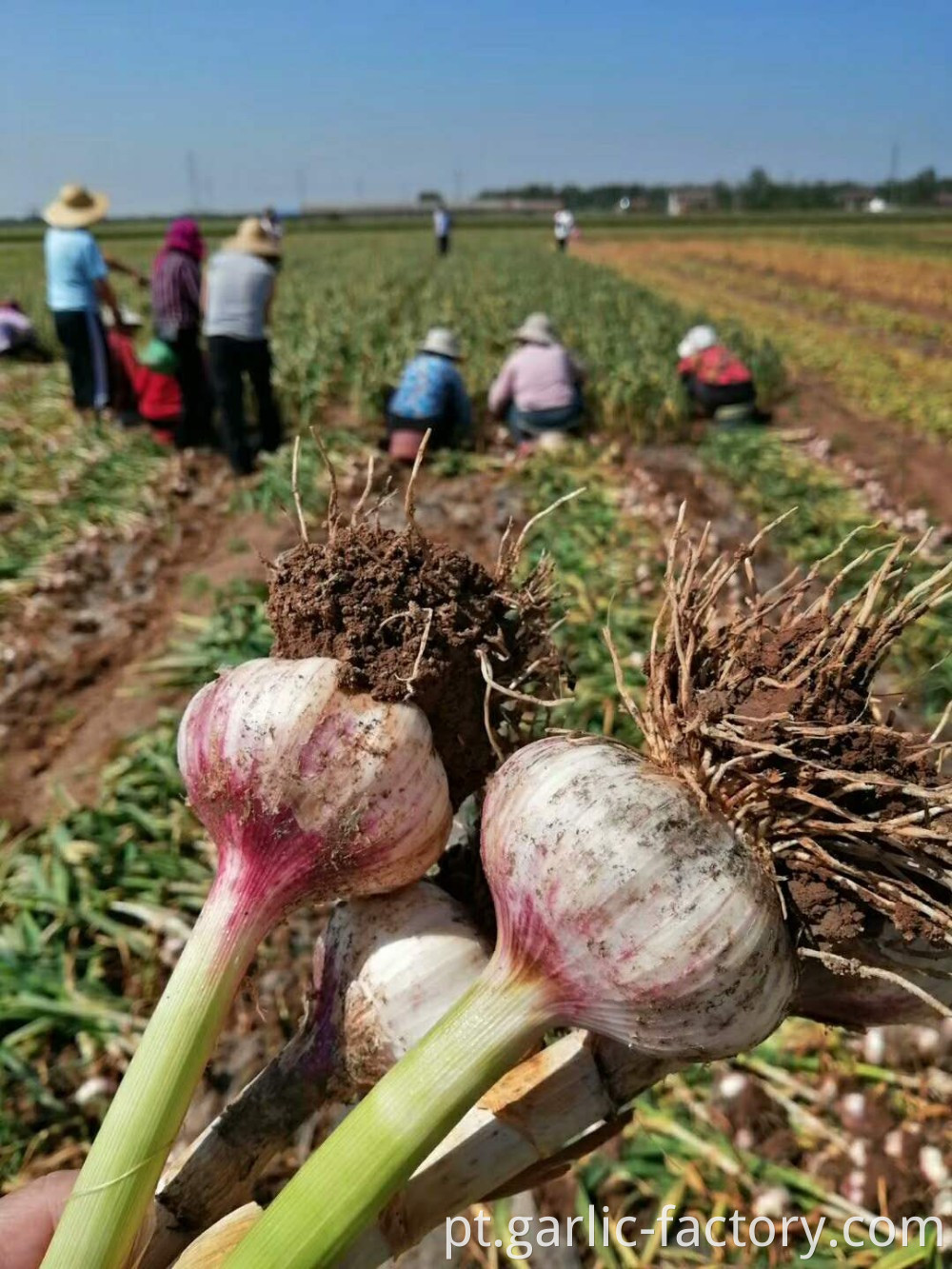 Fresh Red / Normal White Garlic high quality